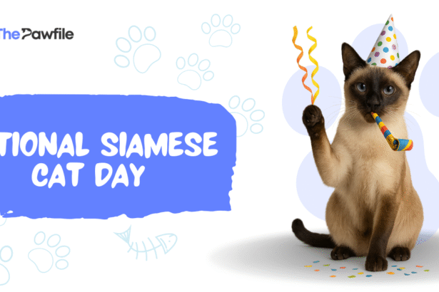 national siamese cat day