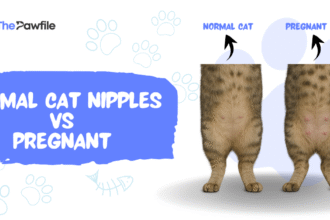 Normal Cat Nipples vs Pregnant