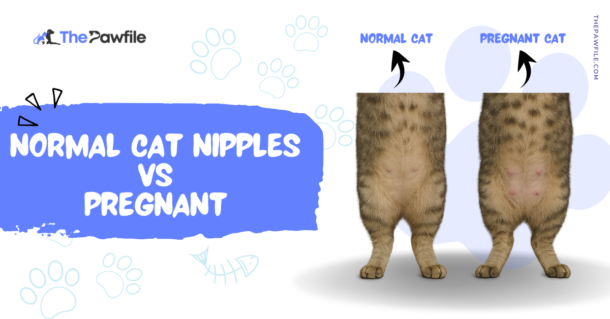 Normal Cat Nipples vs Pregnant