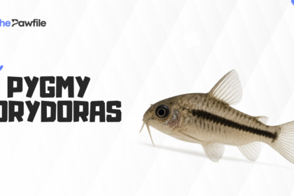 pygmy corydoras