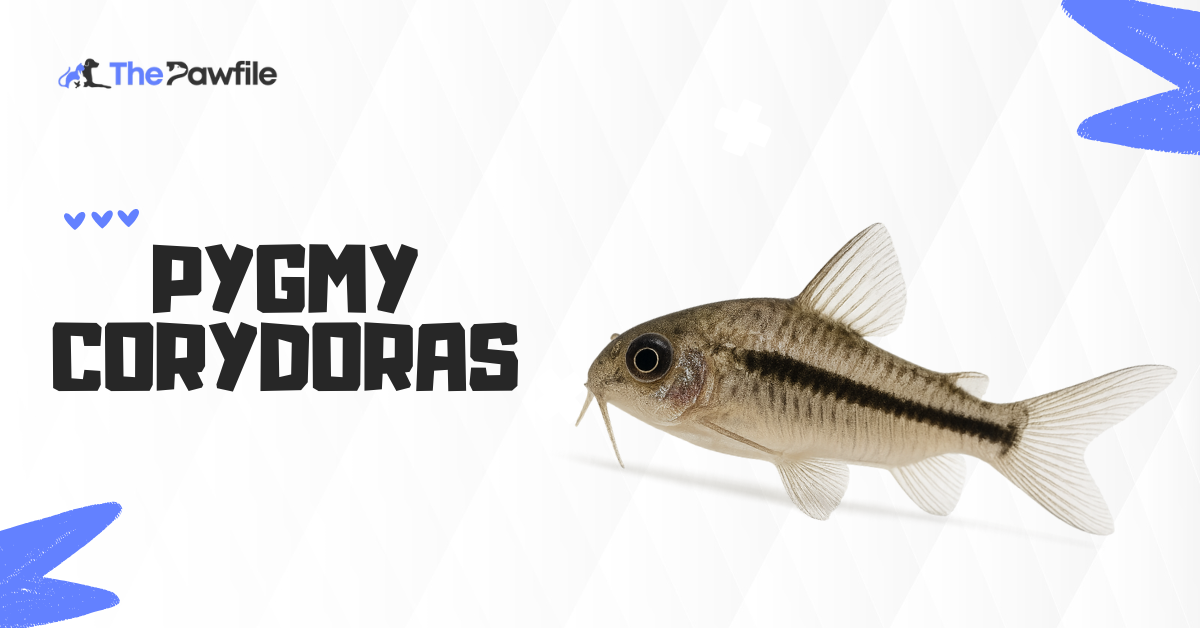 pygmy corydoras