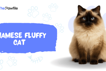 siamese cat fluffy