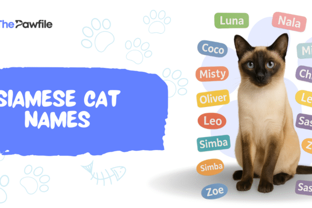 siamese cat names