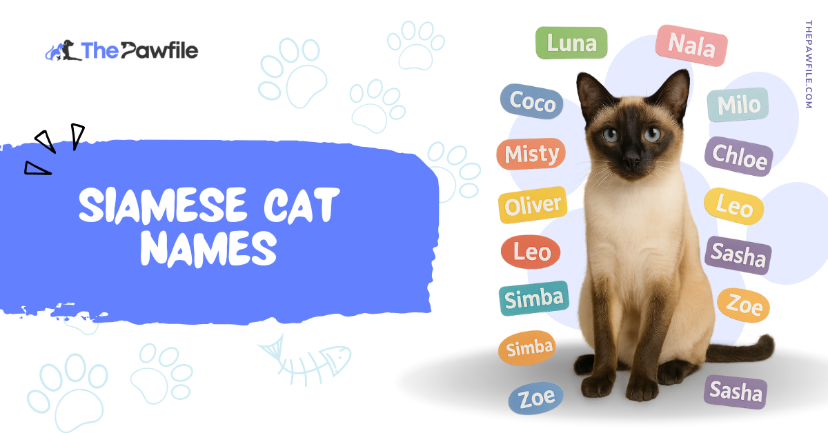 siamese cat names