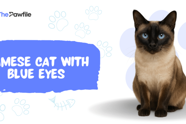 siamese cat blue eyes