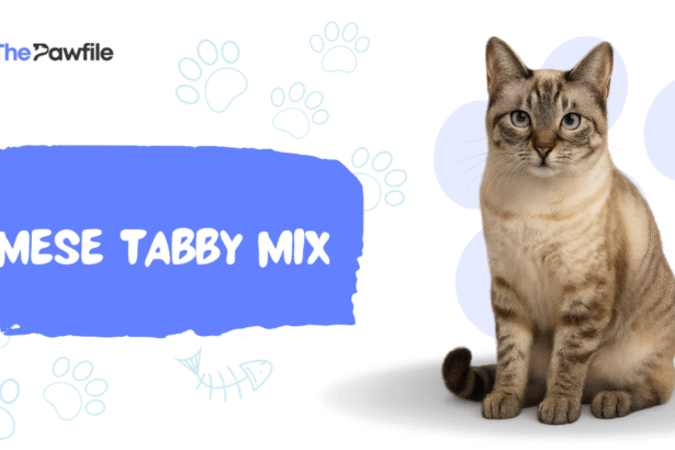 siamese tabby mix