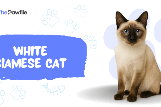 white siamese cat