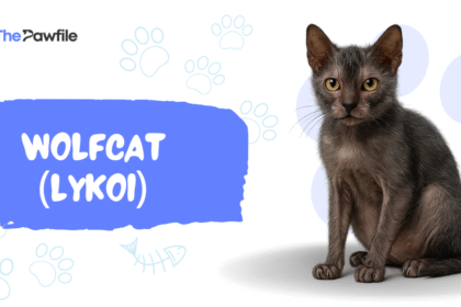 WolfCat