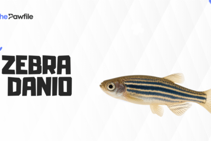 Zebra Danio