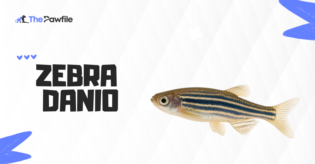 Zebra Danio