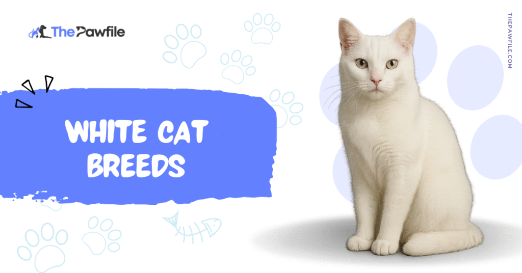 White Cat