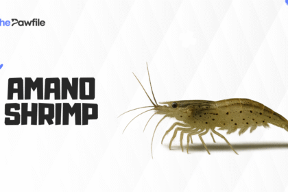 Amano Shrimp