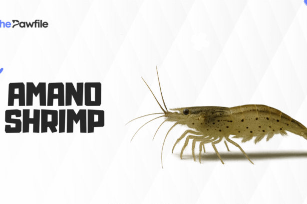Amano Shrimp
