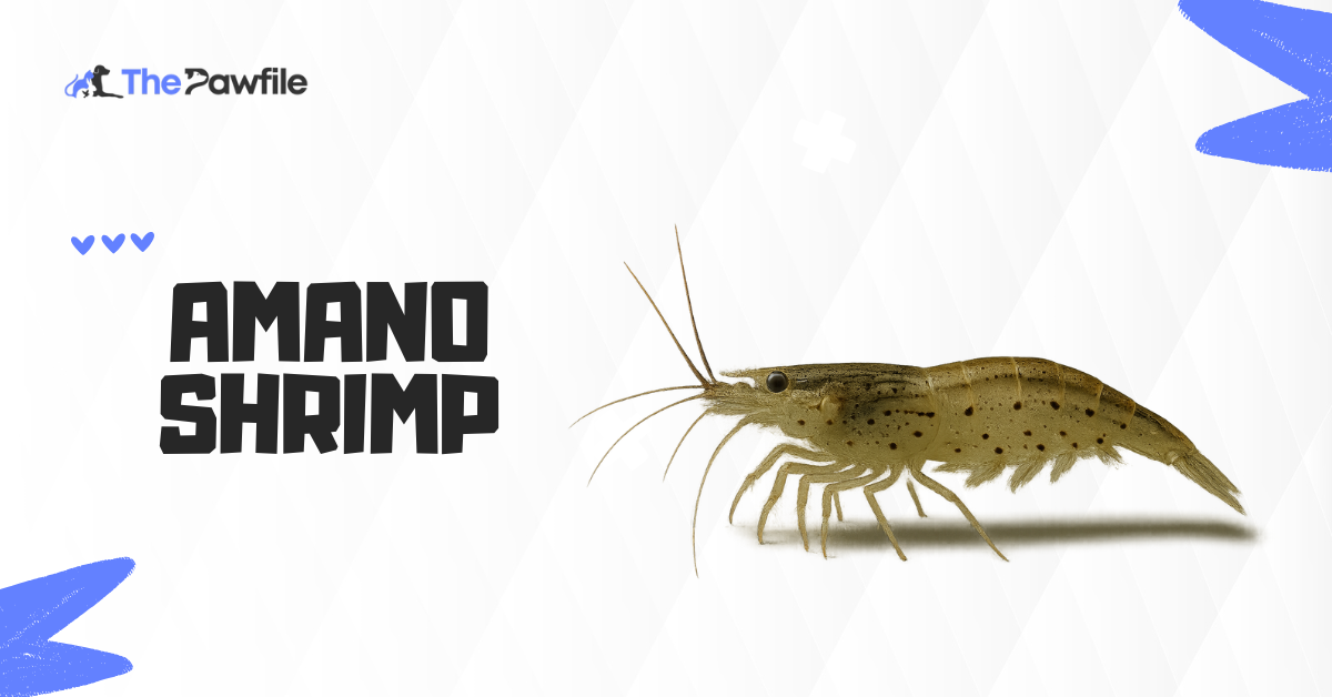 Amano Shrimp
