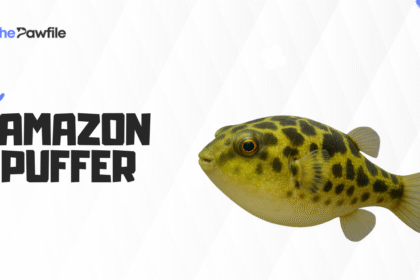 amazon puffer