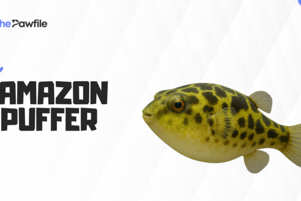 amazon puffer