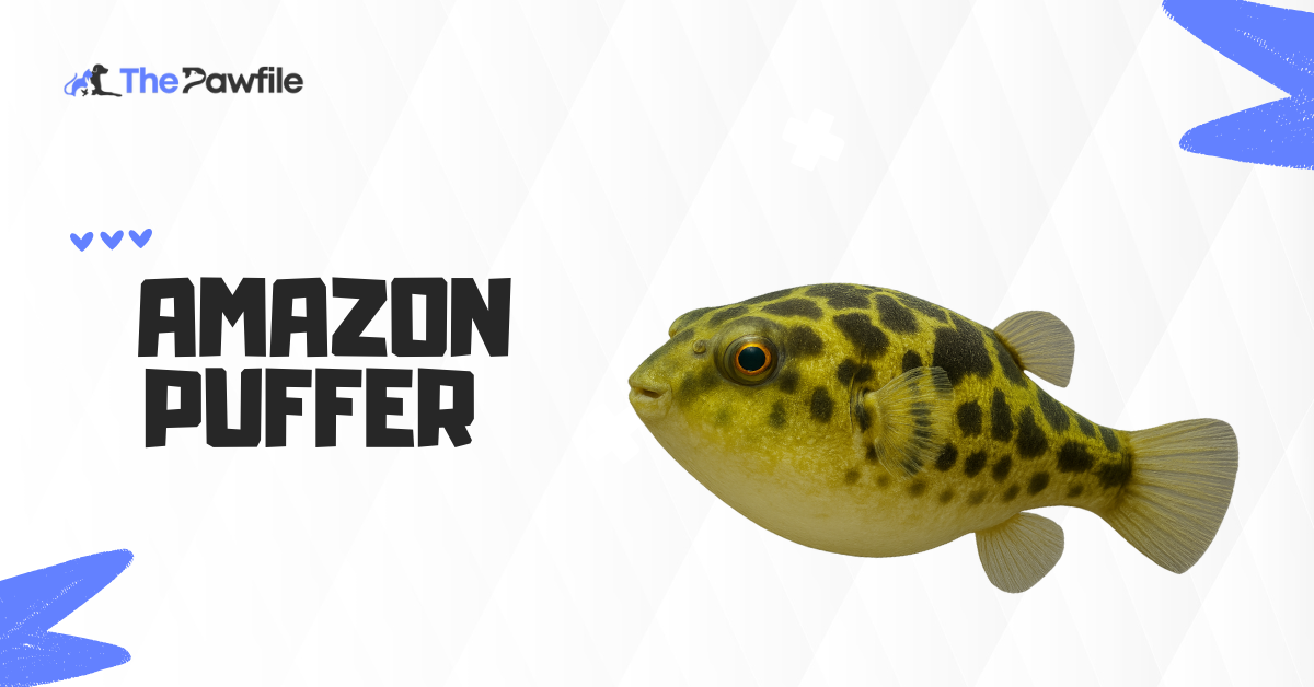 amazon puffer