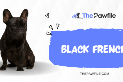 Black Frenchie
