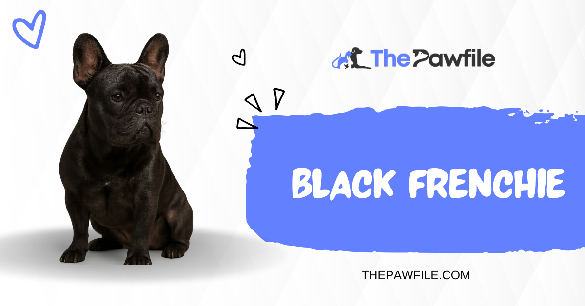 Black Frenchie
