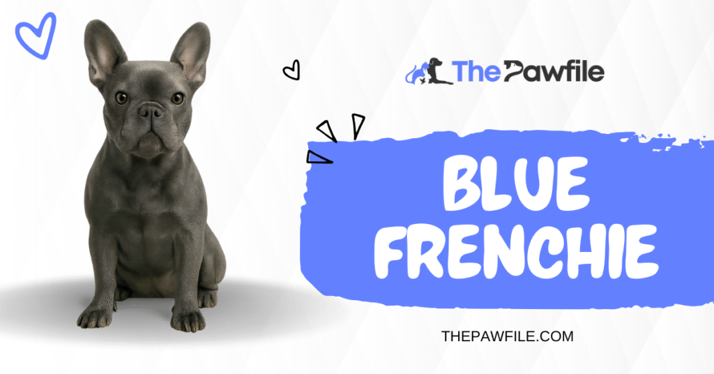 Blue Merle Frenchie