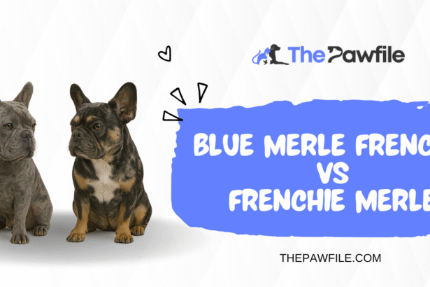 Frenchie Merle