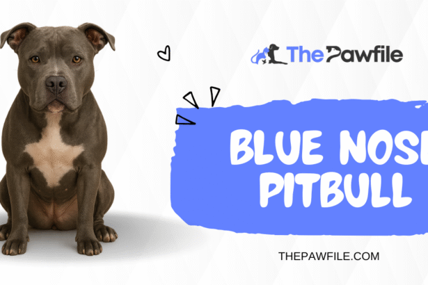 Blue Nose Pitbull