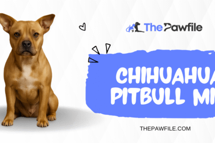 Chihuahua Pitbull Mix