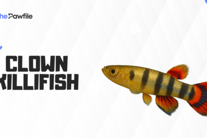 Clown Killifish