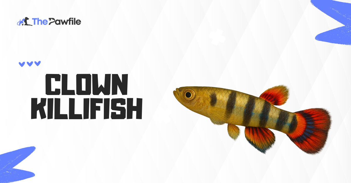 Clown Killifish