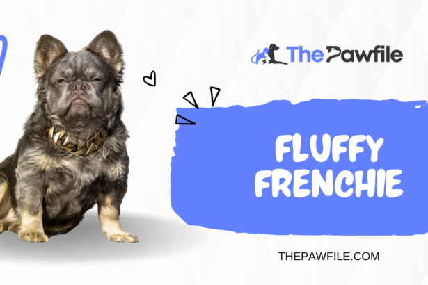Fluffy Frenchie