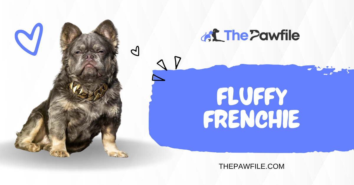 Fluffy Frenchie