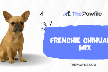 Frenchie Chihuahua Mix