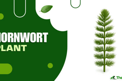 Hornwort