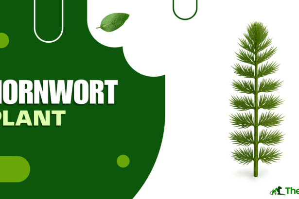 Hornwort