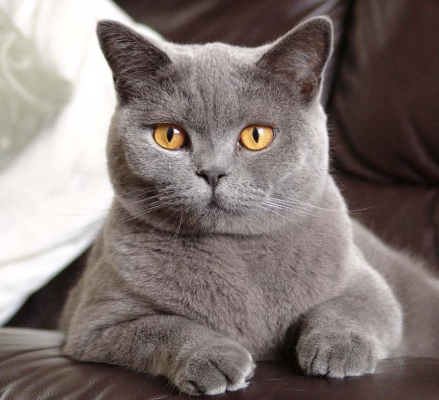 British Shorthair