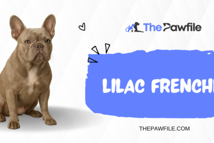 Lilac Frenchie