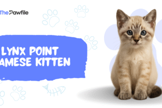 Lynx Point Cat