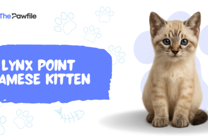 Lynx Point Cat