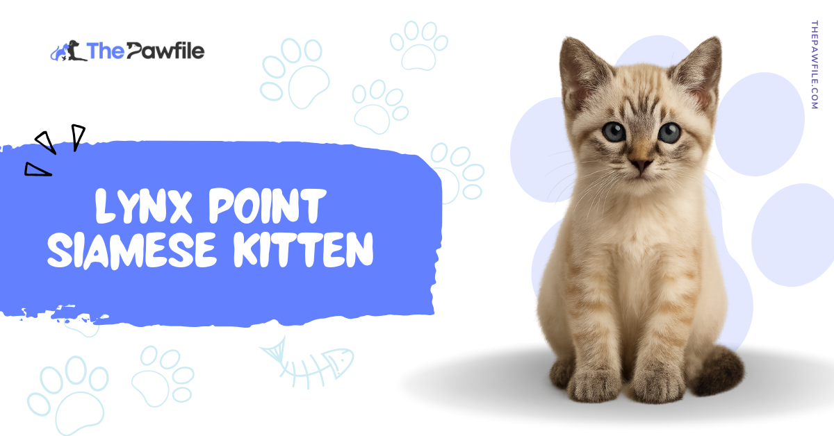 Lynx Point Cat