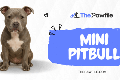 Mini Pitbull