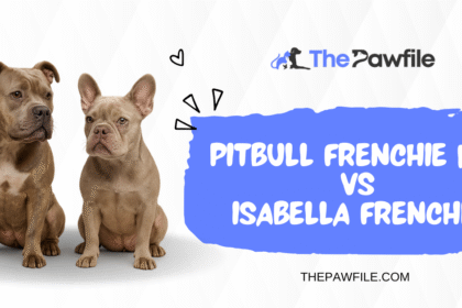 isabella frenchie