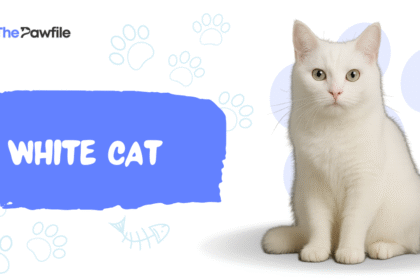 White Cat