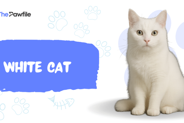 White Cat