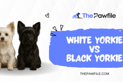 White Yorkie