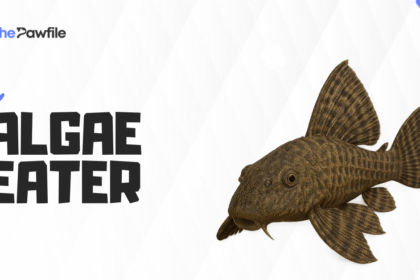Algae Eater