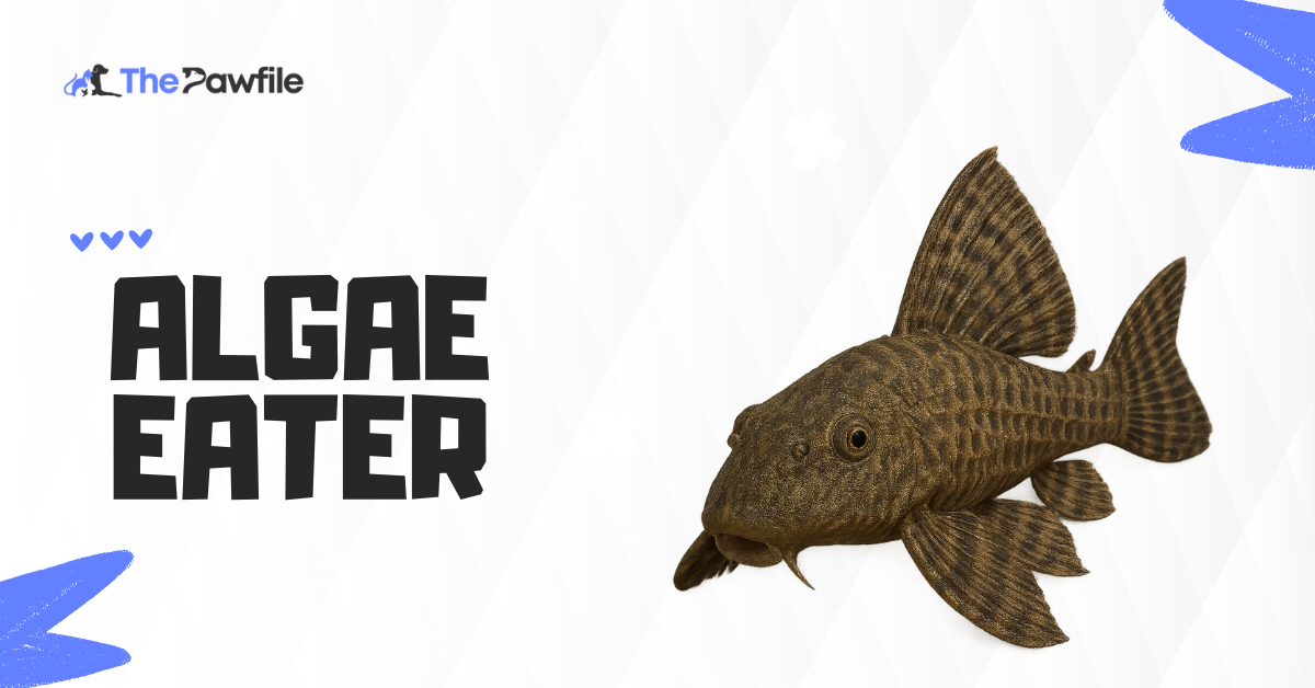 Algae Eater