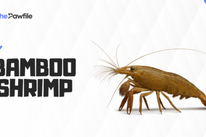 Bamboo Shrimp