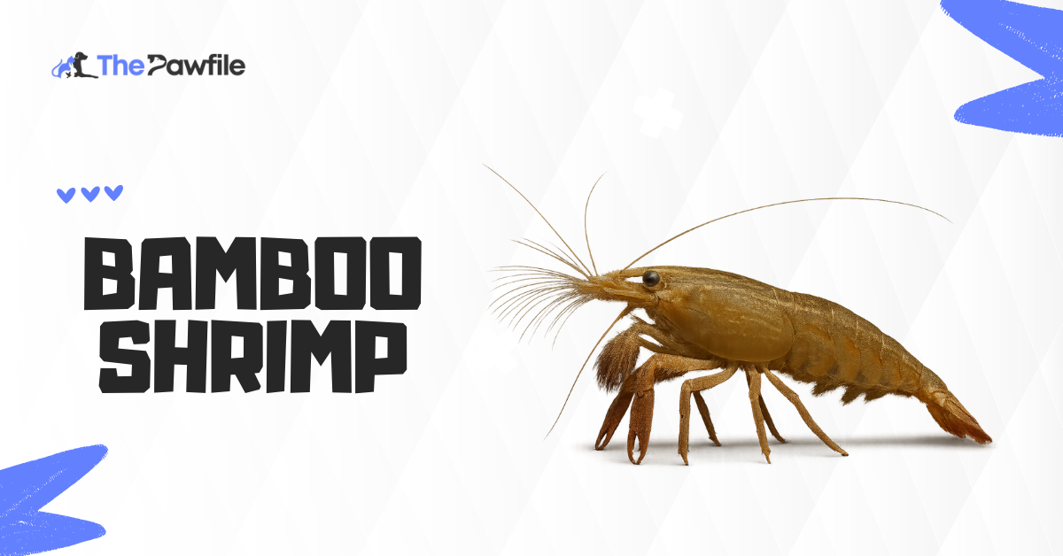 Bamboo Shrimp