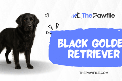 Black Golden Retriever