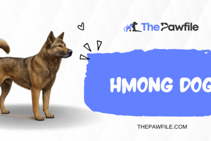Hmong Dog